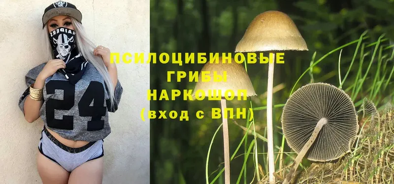 Псилоцибиновые грибы Psilocybine cubensis  цены   Бийск 